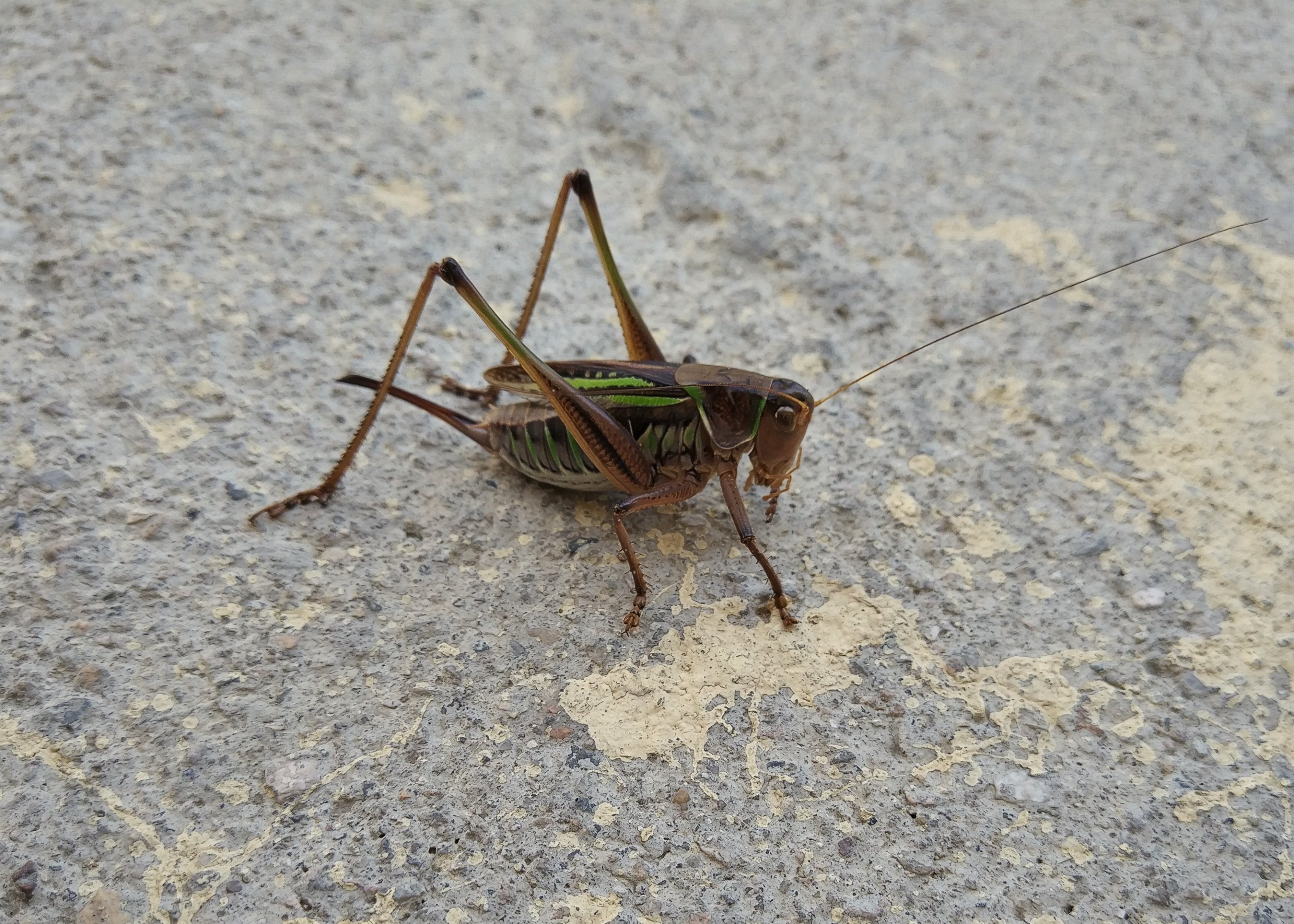Grasshopper