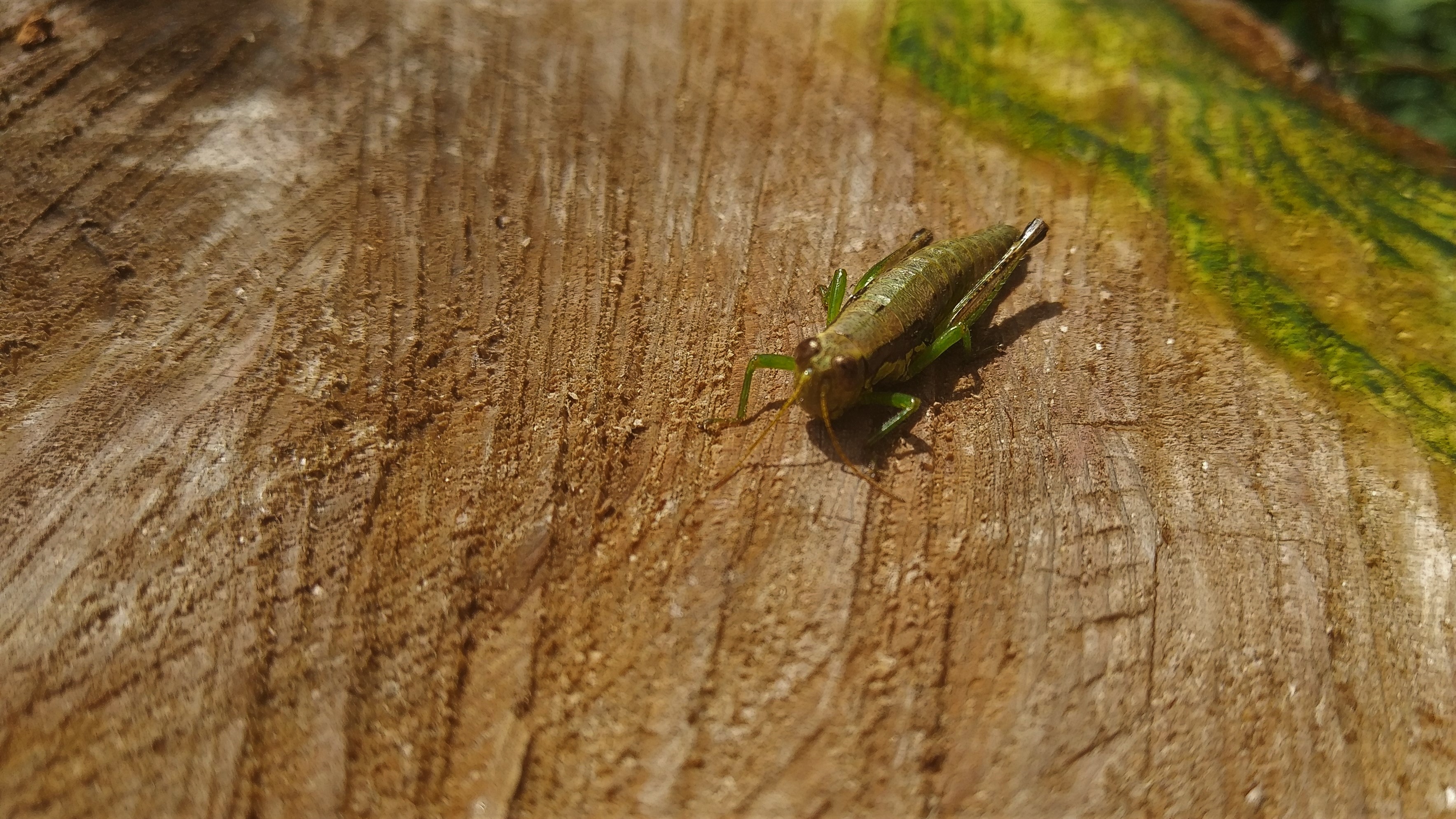 Grasshopper