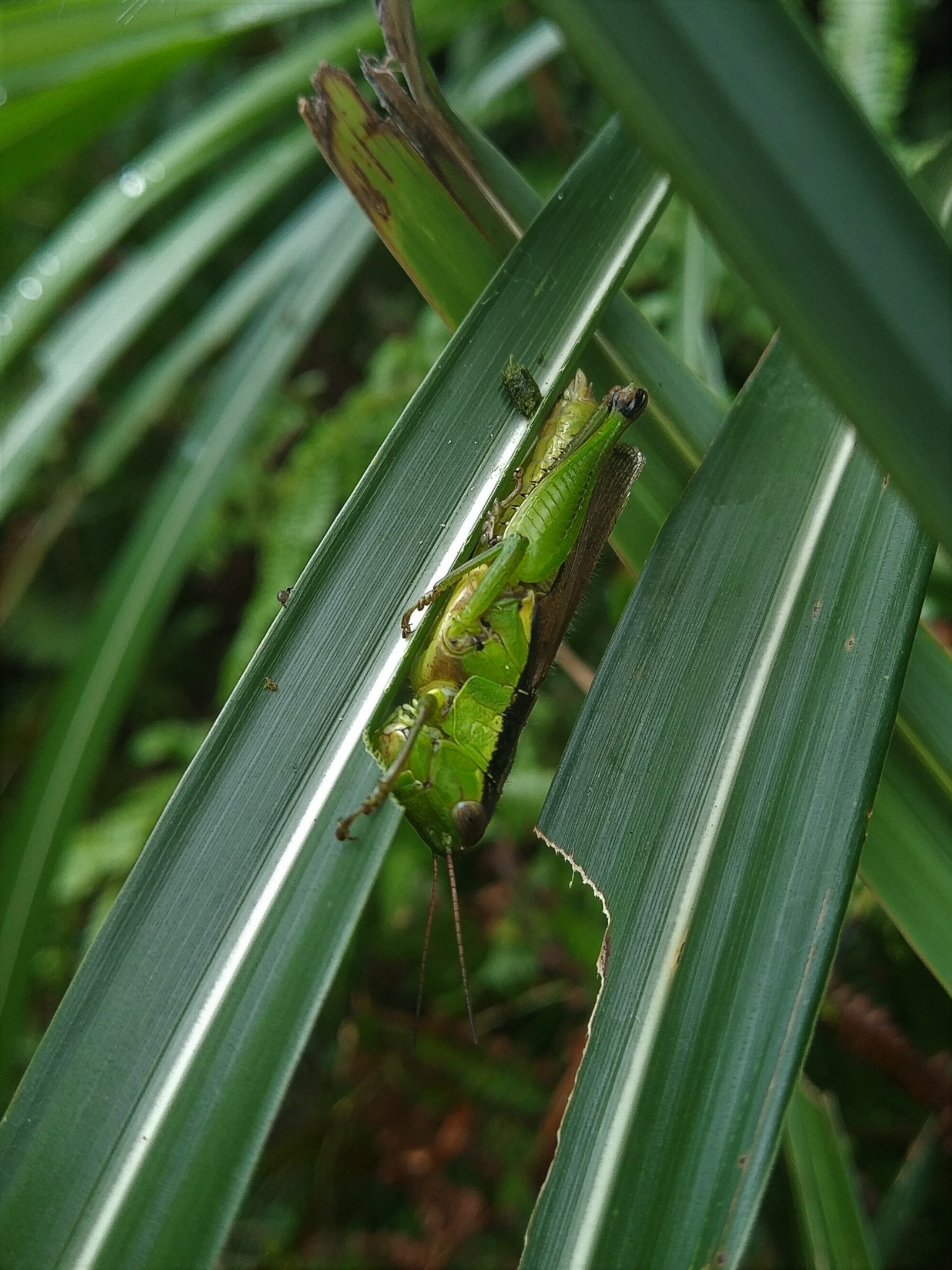 Grasshopper