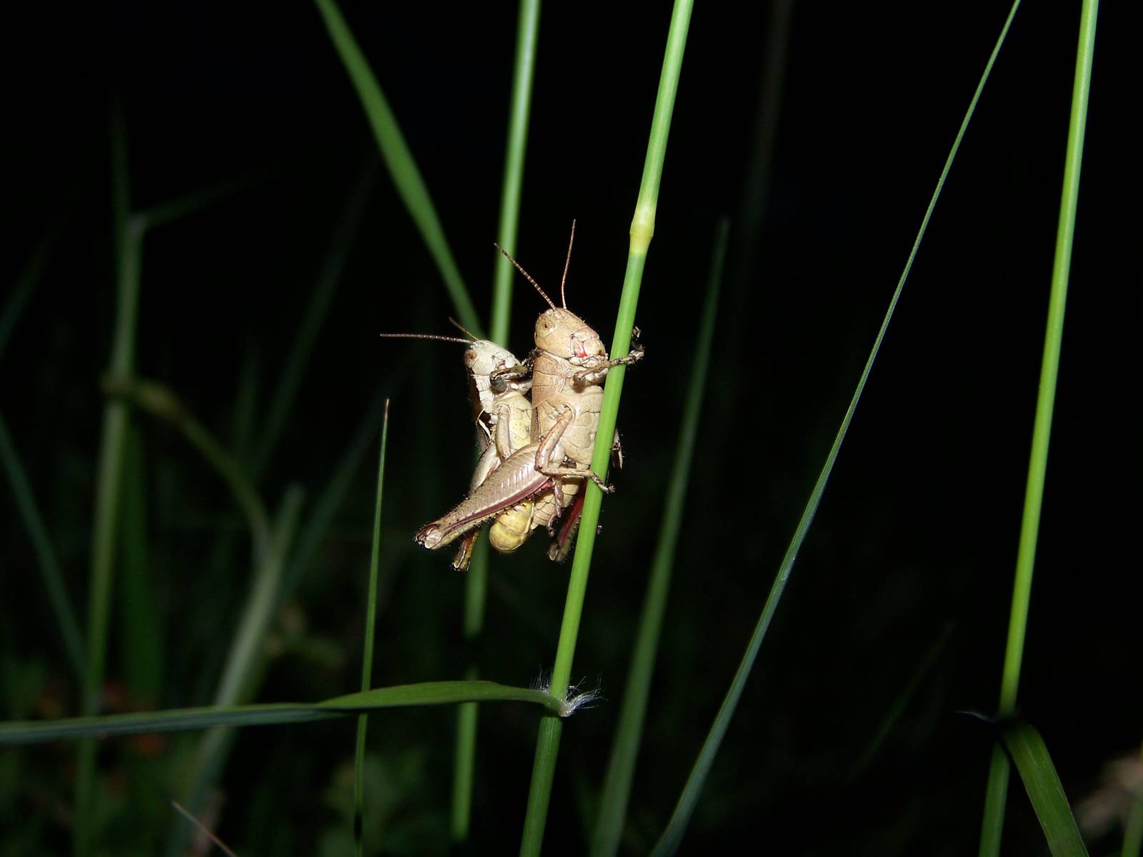 Grasshoppers ID?