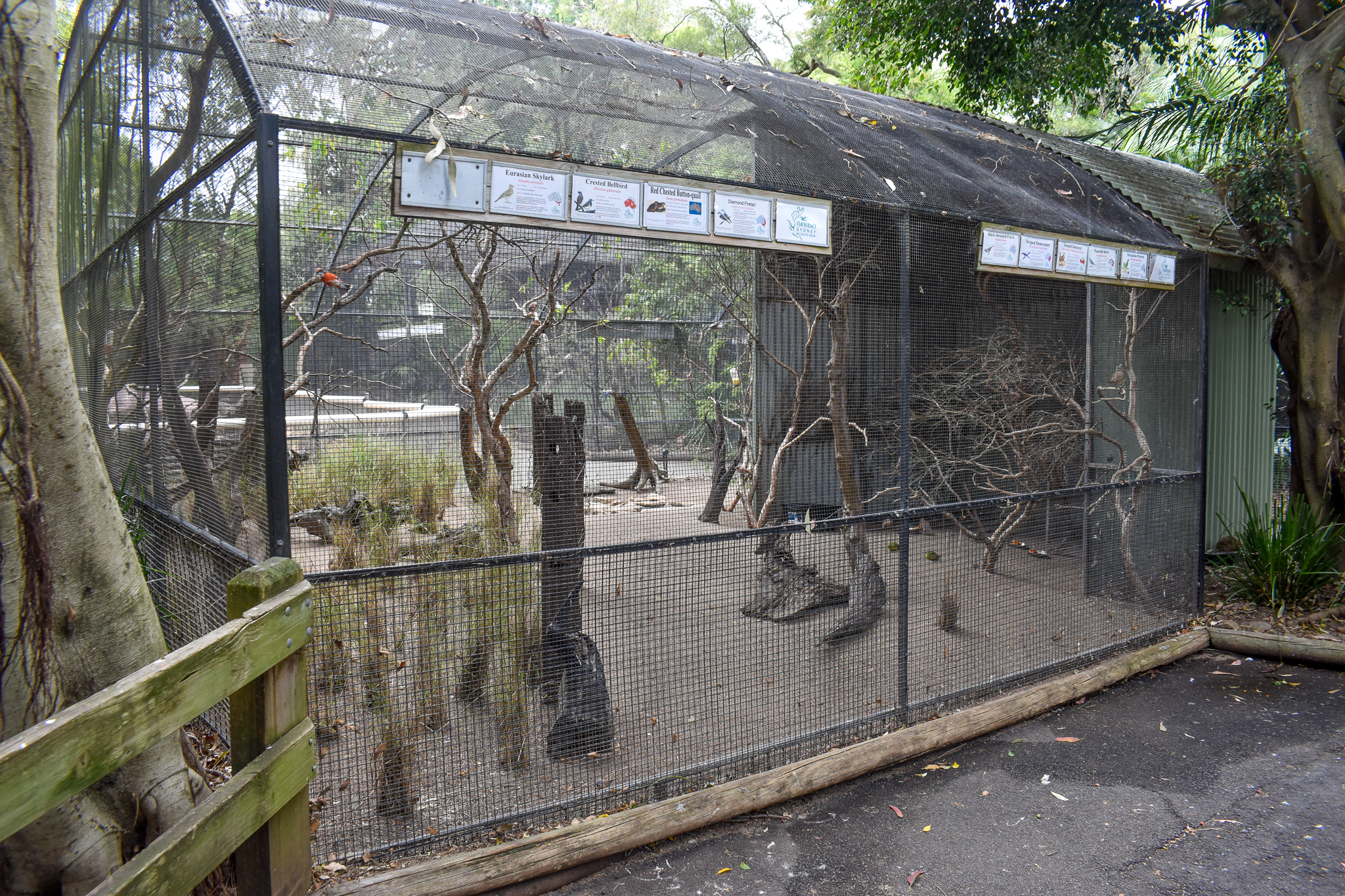 Grassland Birds Aviary