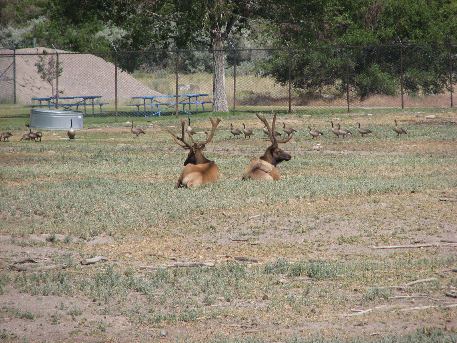 Grassland Exhibit - Elk