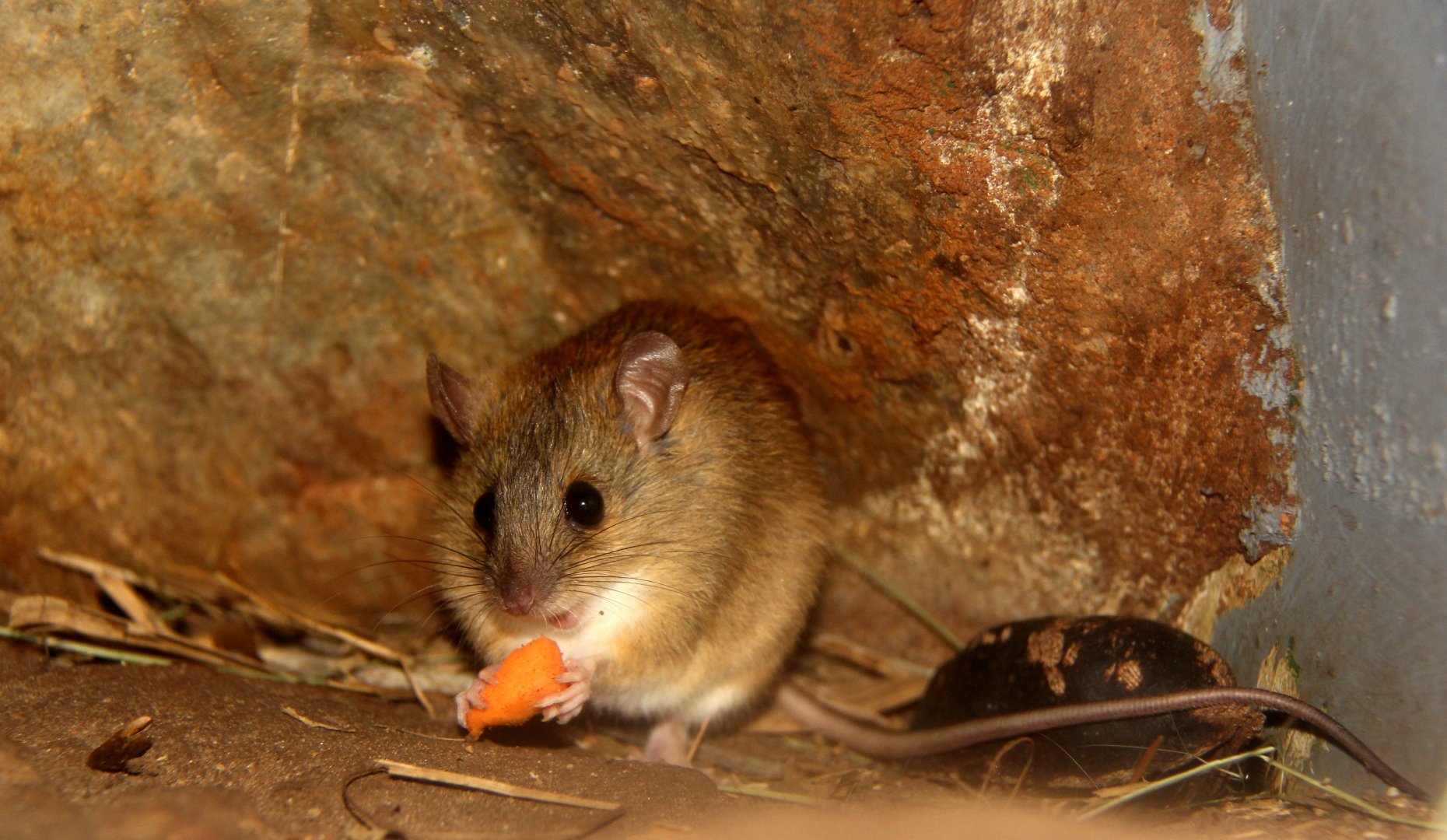 Grassland Melomys (Melomys burtoni)