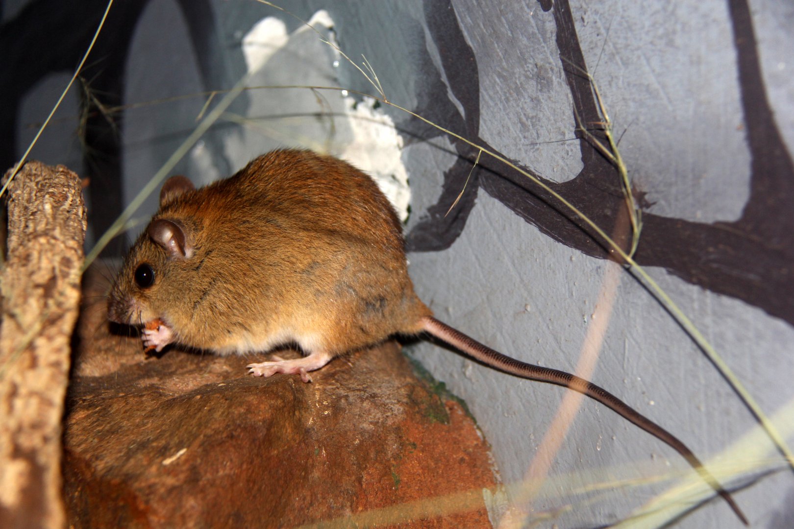 Grassland Melomys (Melomys burtoni)