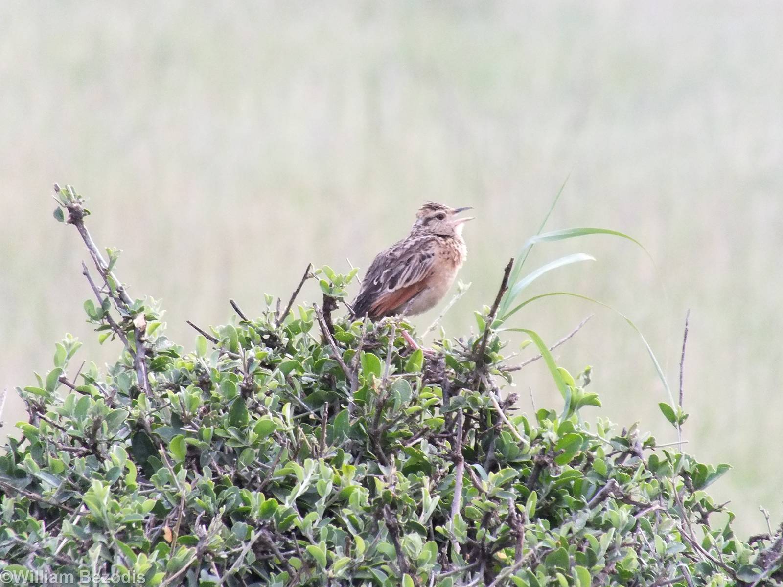 Grassland Pipit (?) - Maasai Mara