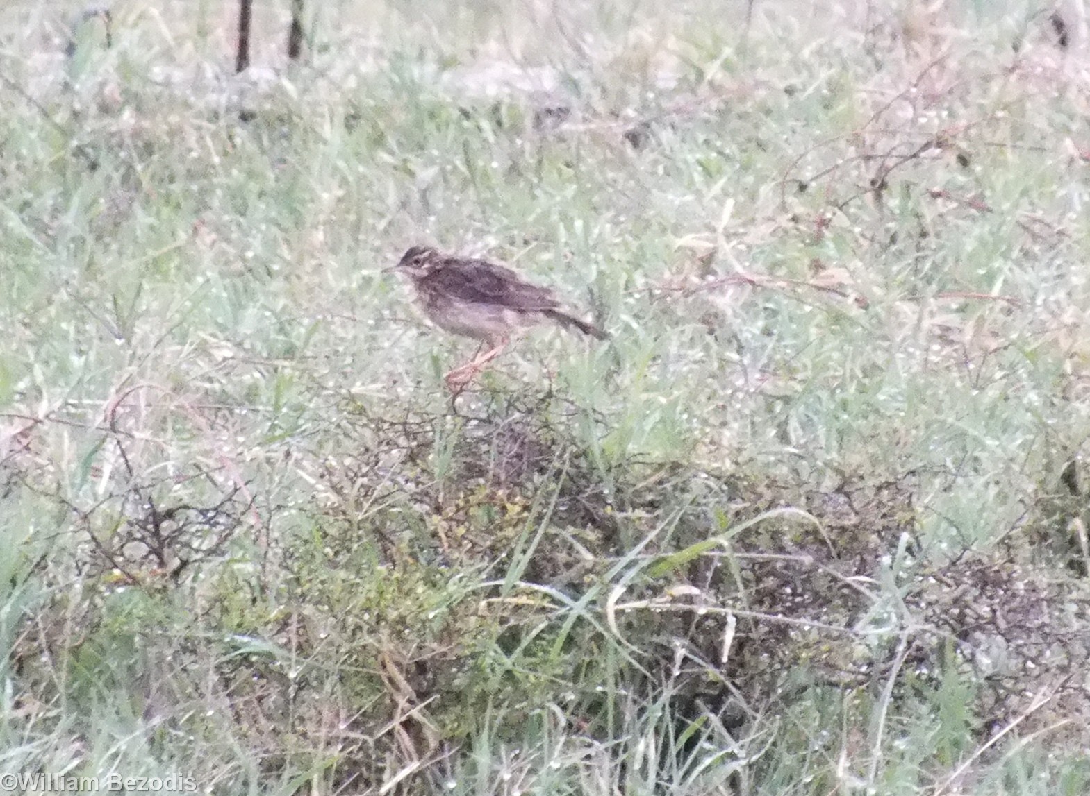 Grassland Pipit