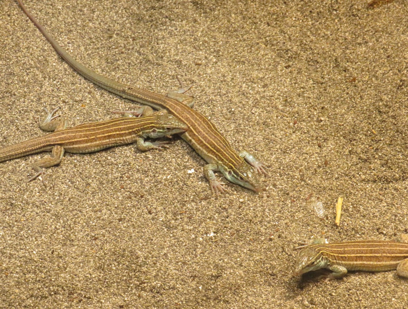 Grassland whiptail lizards