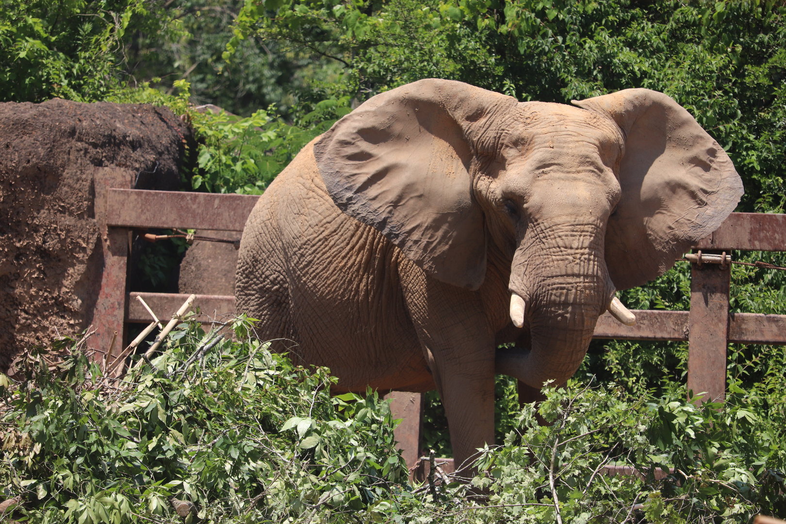 Grasslands Africa - African Elephant