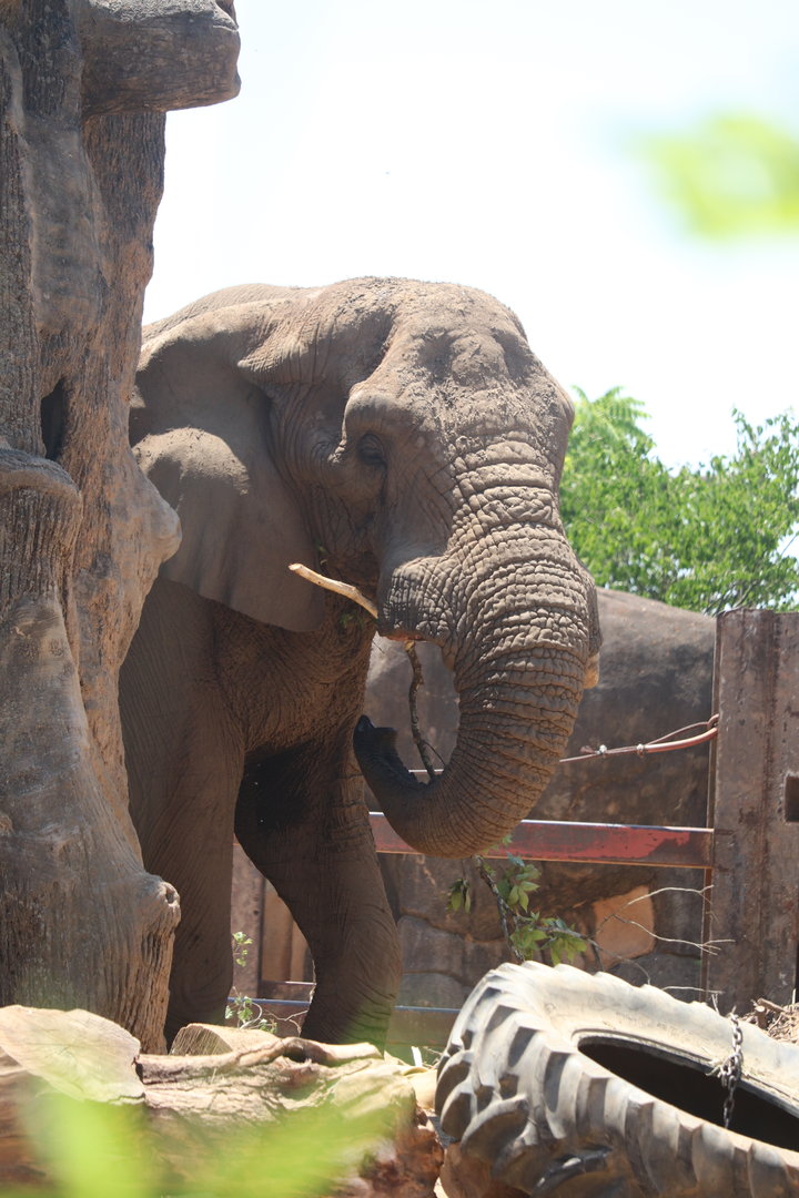 Grasslands Africa - African Elephant