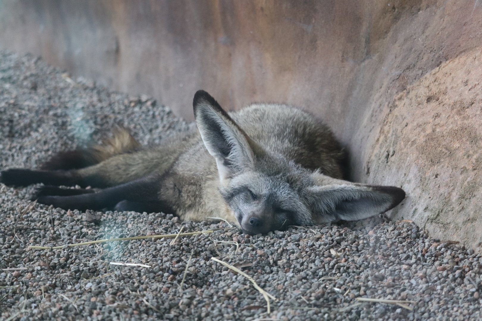 Grasslands Africa - Bat-Eared Fox