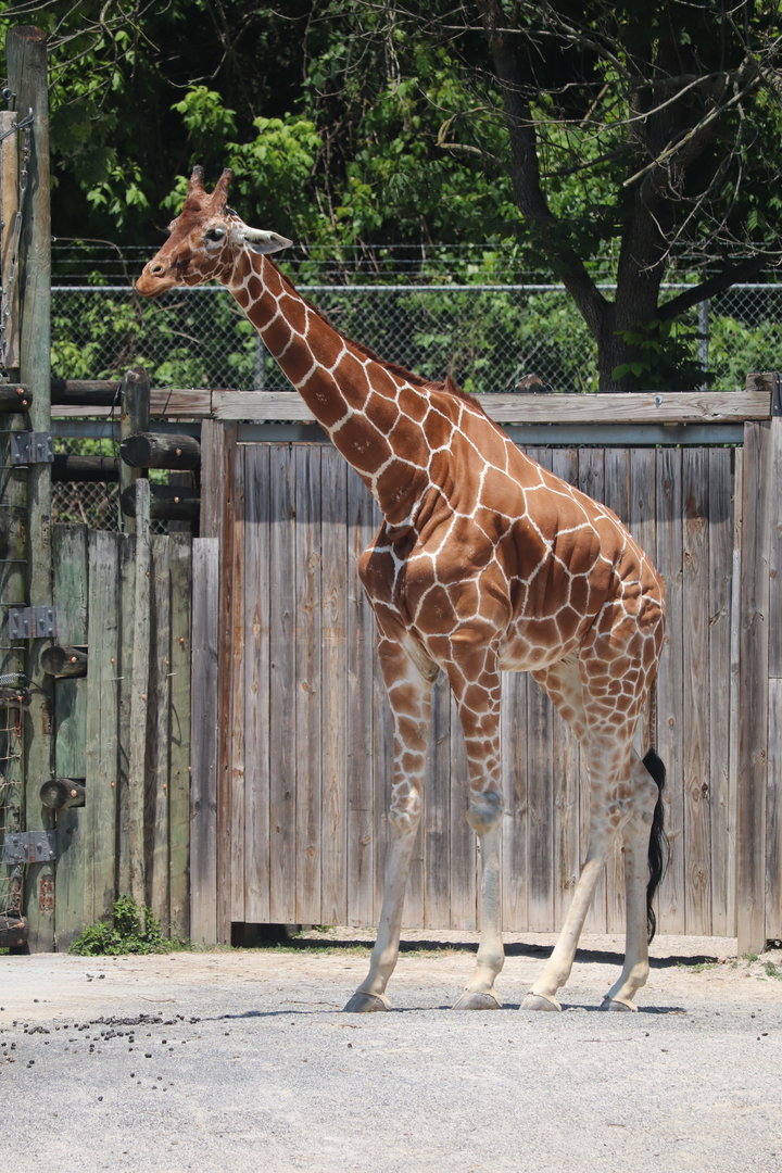Grasslands Africa - Giraffe