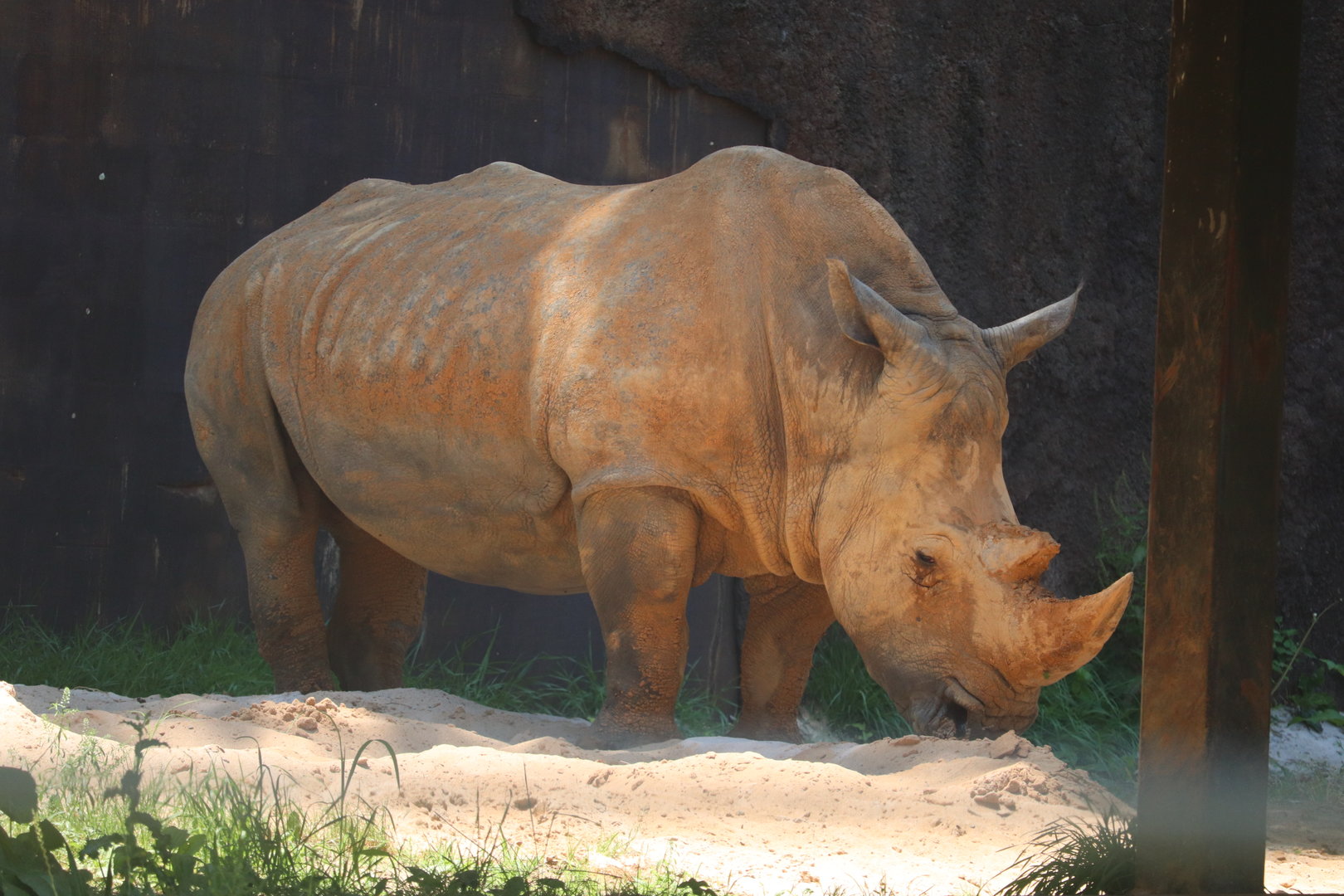 Grasslands Africa - Southern White Rhinoceros