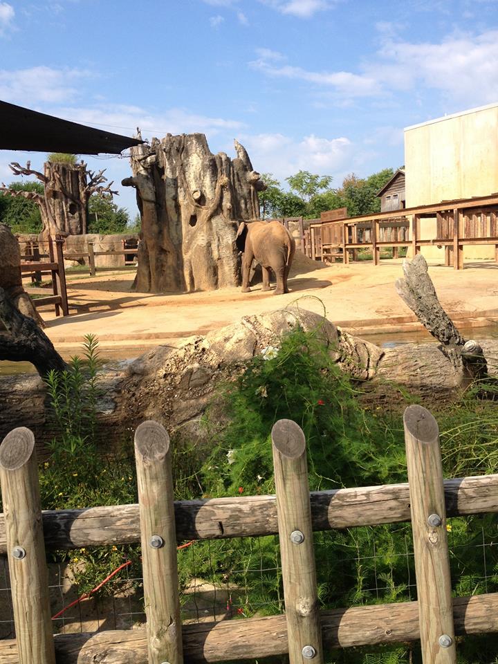 Grasslands Africa- Stokely African Elephant Preserve
