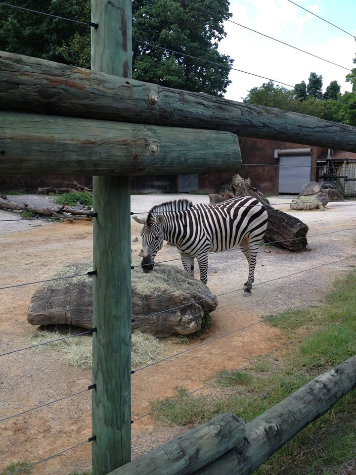 Grasslands Africa- Zebra (Now White Rhinoceros Exhibit)