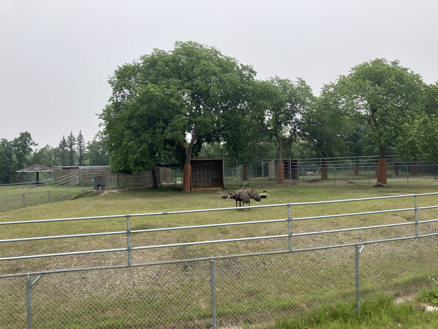 Grasslands and Boreal Forests - Emu Exhibit