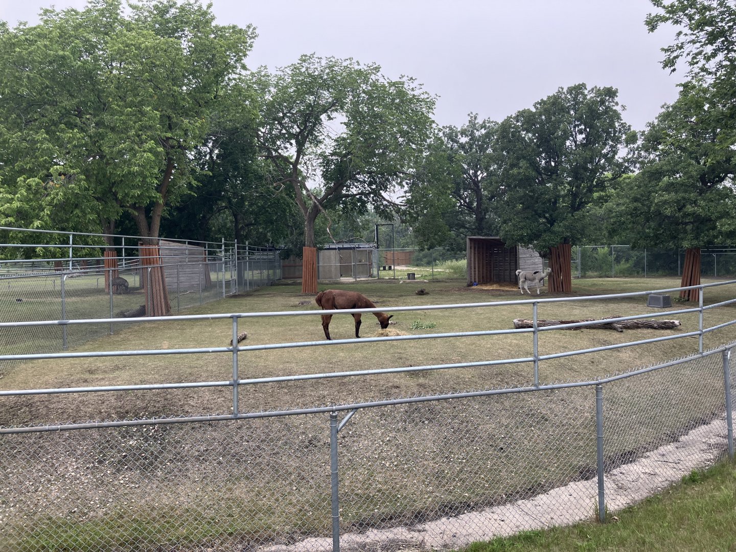 Grasslands and Boreal Forests - Llama Exhibit