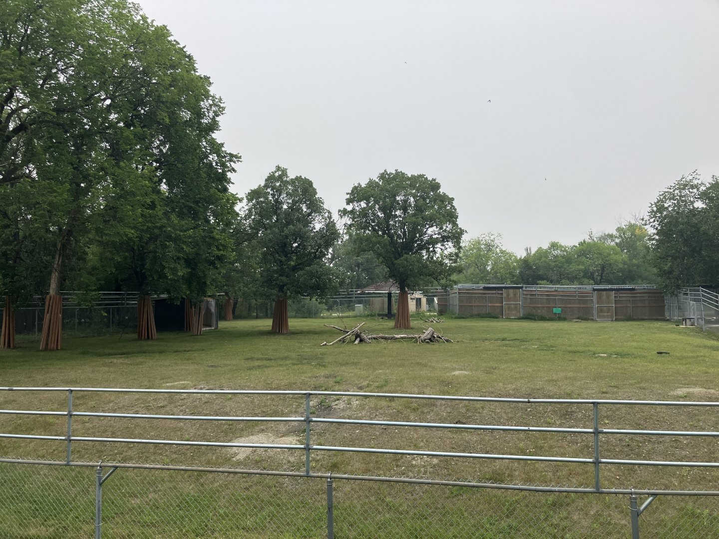 Grasslands and Boreal Forests - Siberian Musk Deer Exhibit