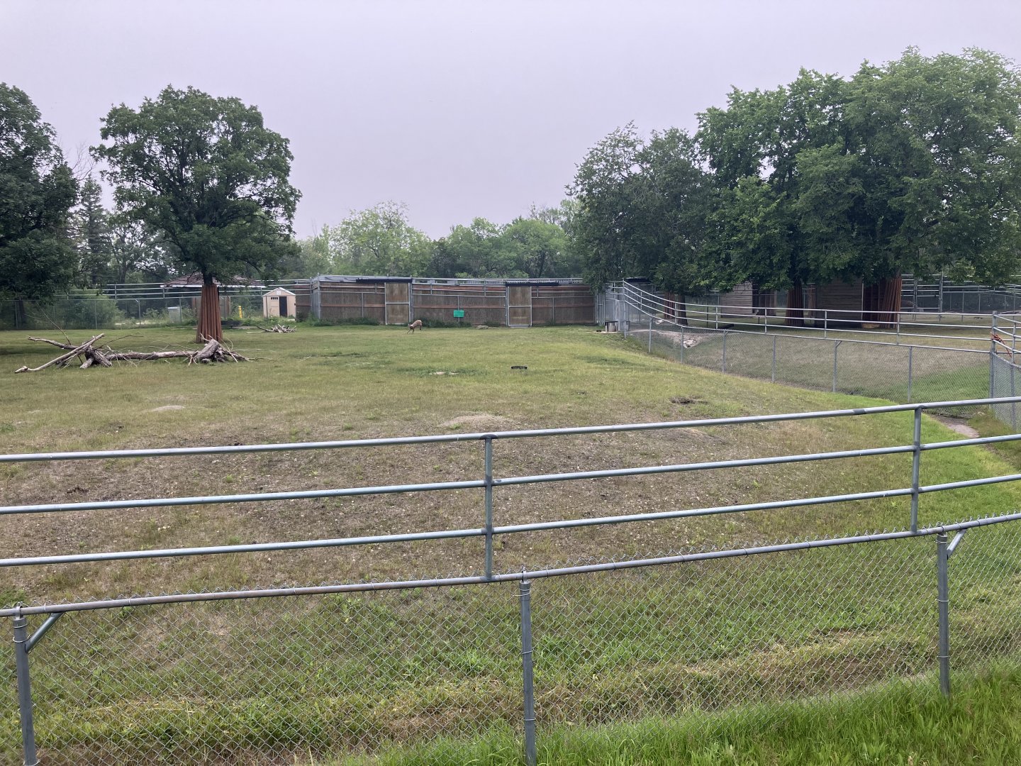 Grasslands and Boreal Forests - Siberian Musk Deer Exhibit