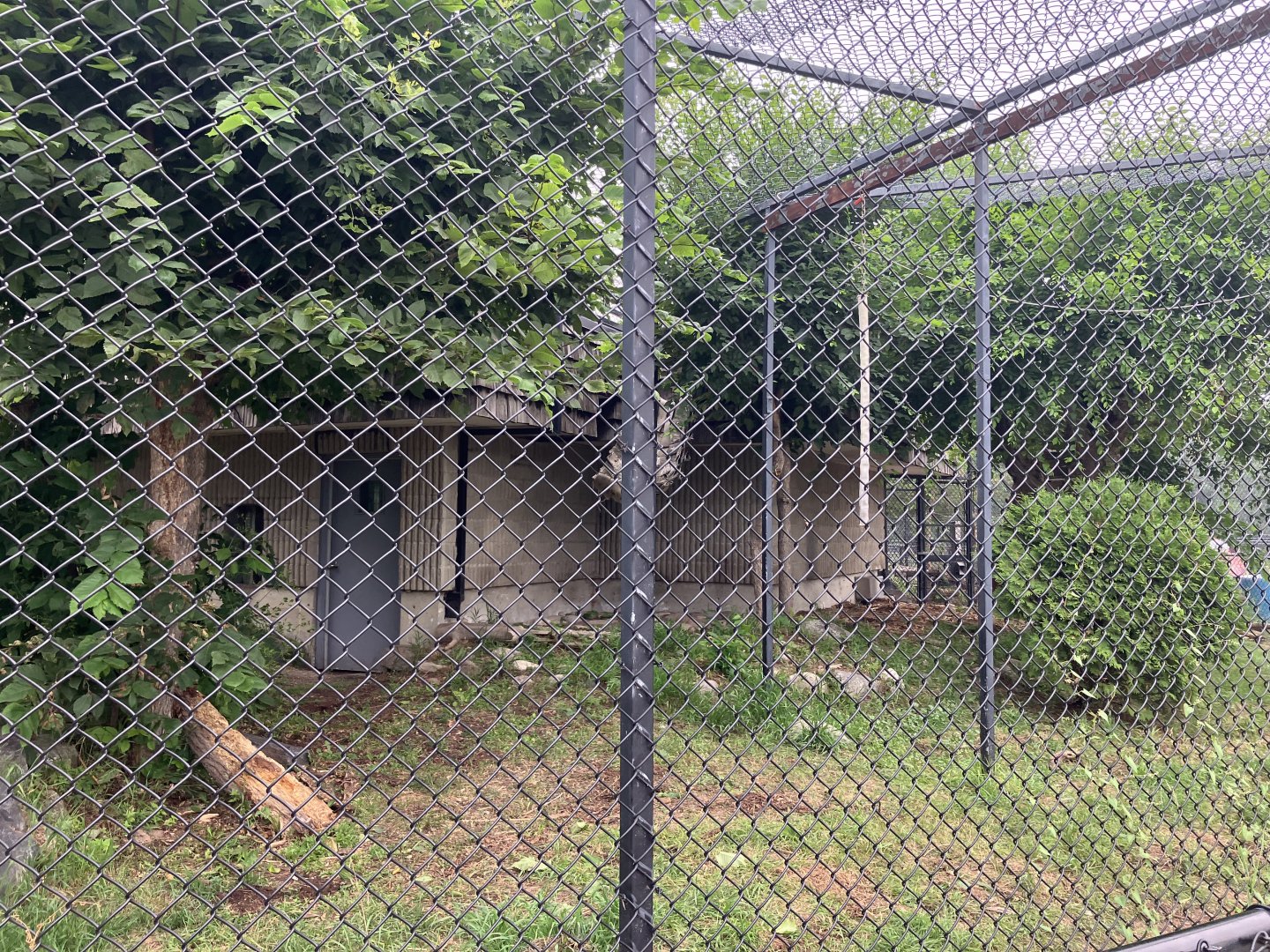 Grasslands and Boreal Forests- Snow Leopard Exhibit