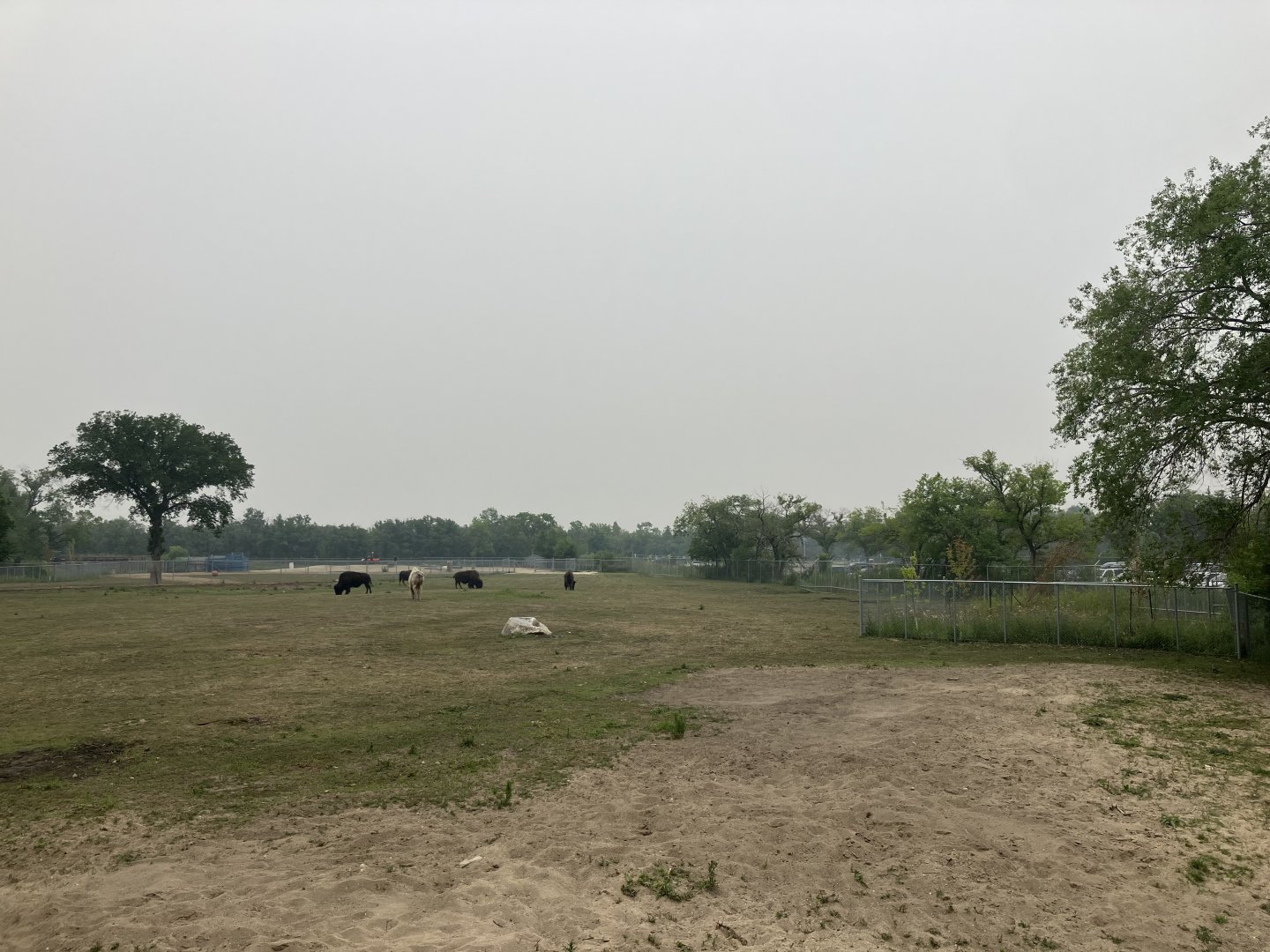 Grasslands & Boreal Forests - American Bison Exhibit