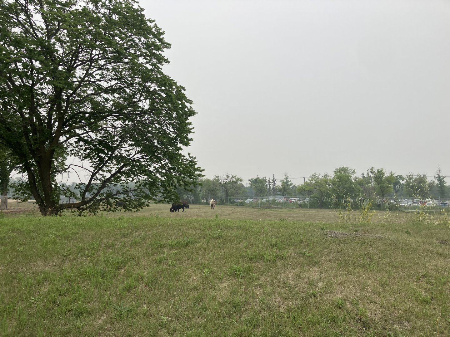 Grasslands & Boreal Forests - American Bison Exhibit