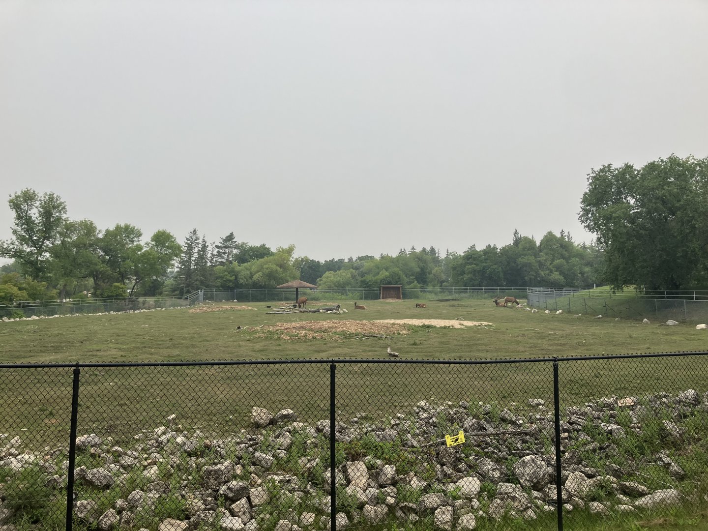 Grasslands & Boreal Forests - American Elk Exhibit