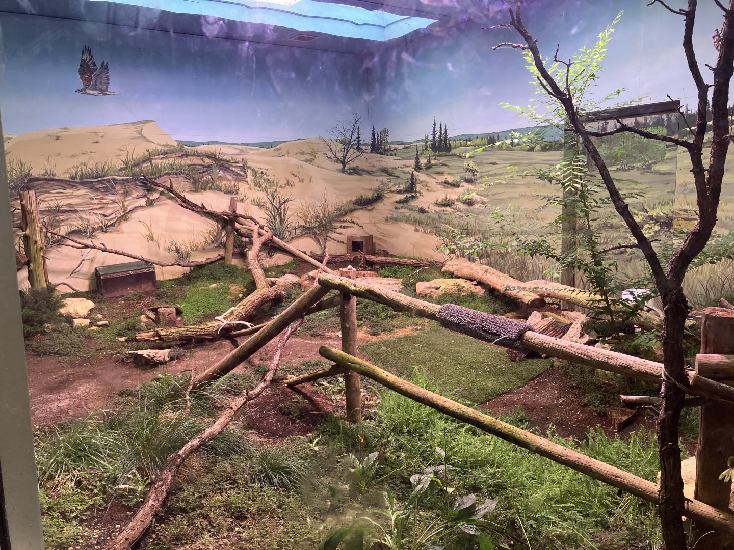 Grasslands & Boreal Forests - Burrowing Owl Exhibit