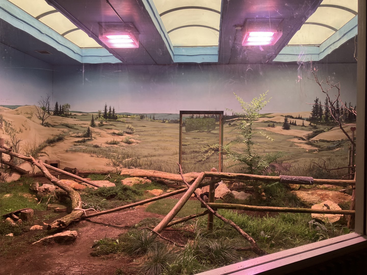 Grasslands & Boreal Forests - Burrowing Owl Exhibit