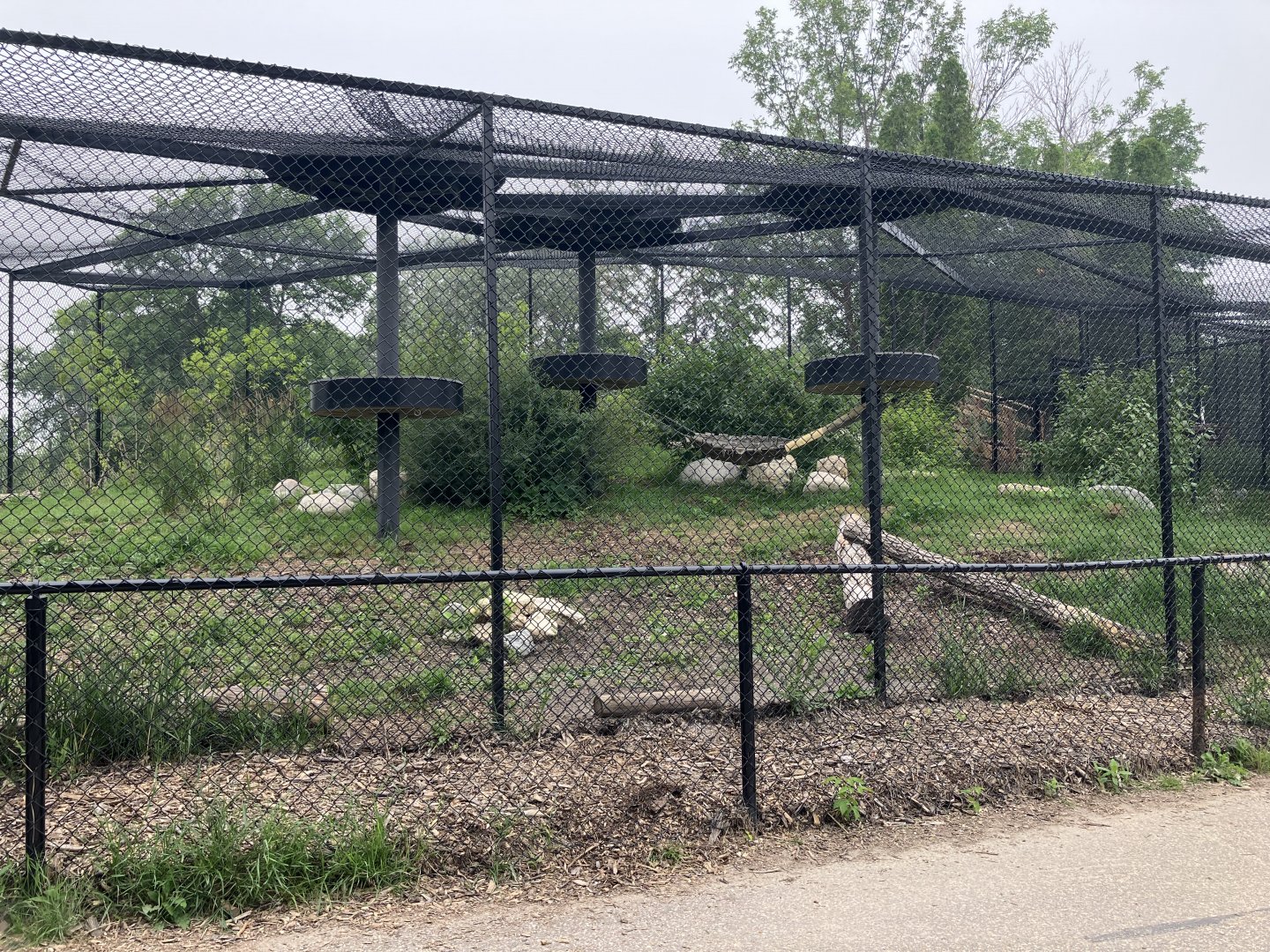 Grasslands & Boreal Forests - Cougar(?) Exhibit
