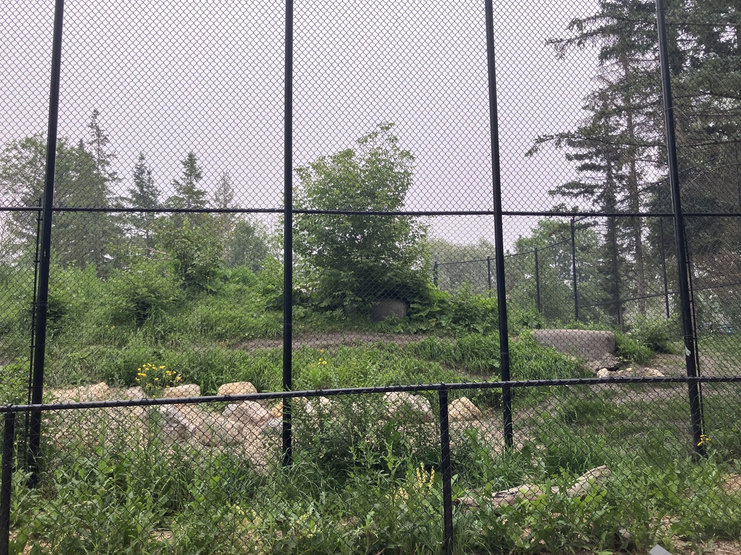 Grasslands & Boreal Forests - Grey Wolf Exhibit
