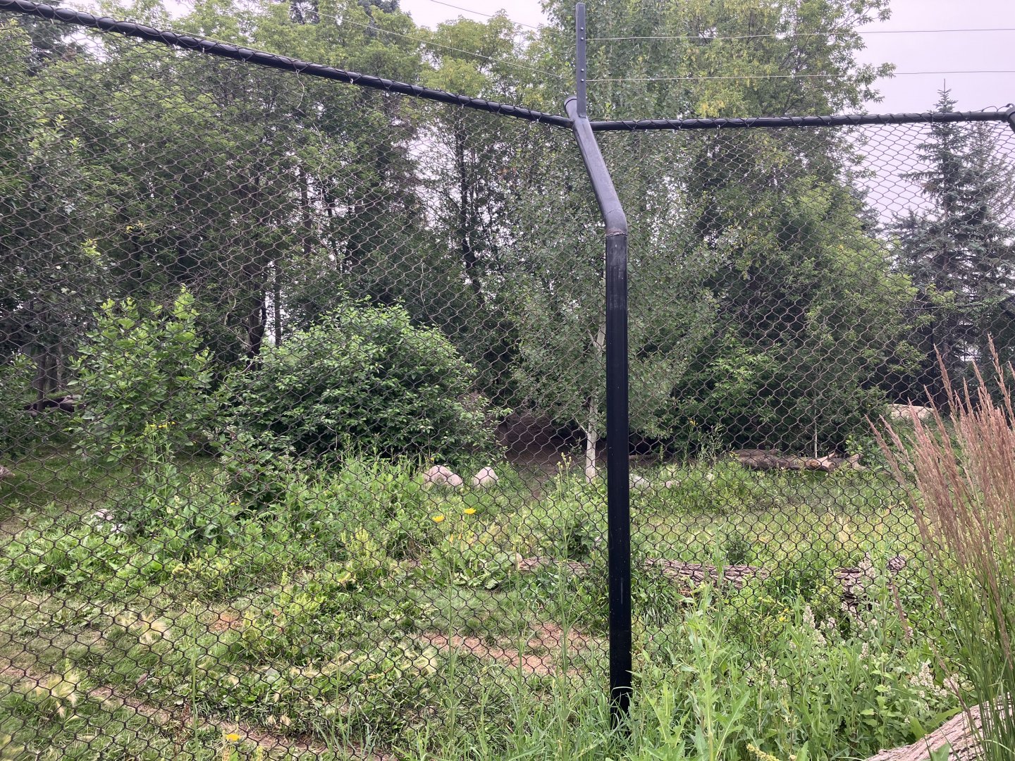 Grasslands & Boreal Forests - Grey Wolf Exhibit
