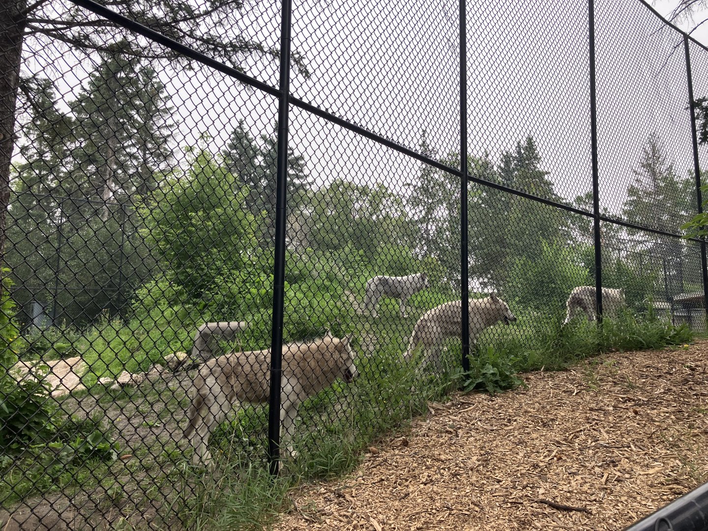 Grasslands & Boreal Forests - Grey Wolf Exhibit