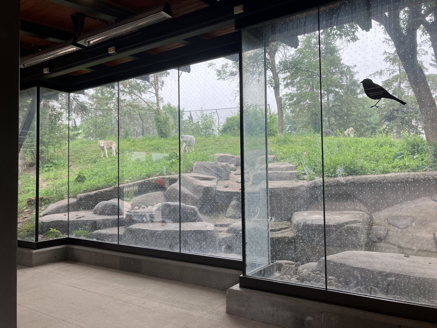 Grasslands & Boreal Forests - Grey Wolf Exhibit