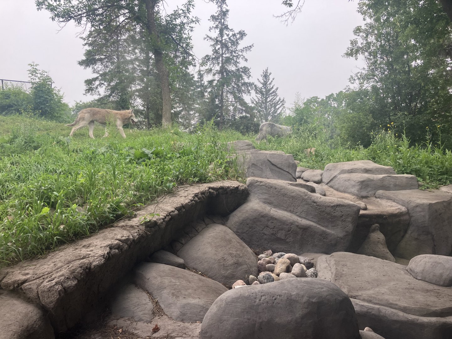 Grasslands & Boreal Forests - Grey Wolf Exhibit
