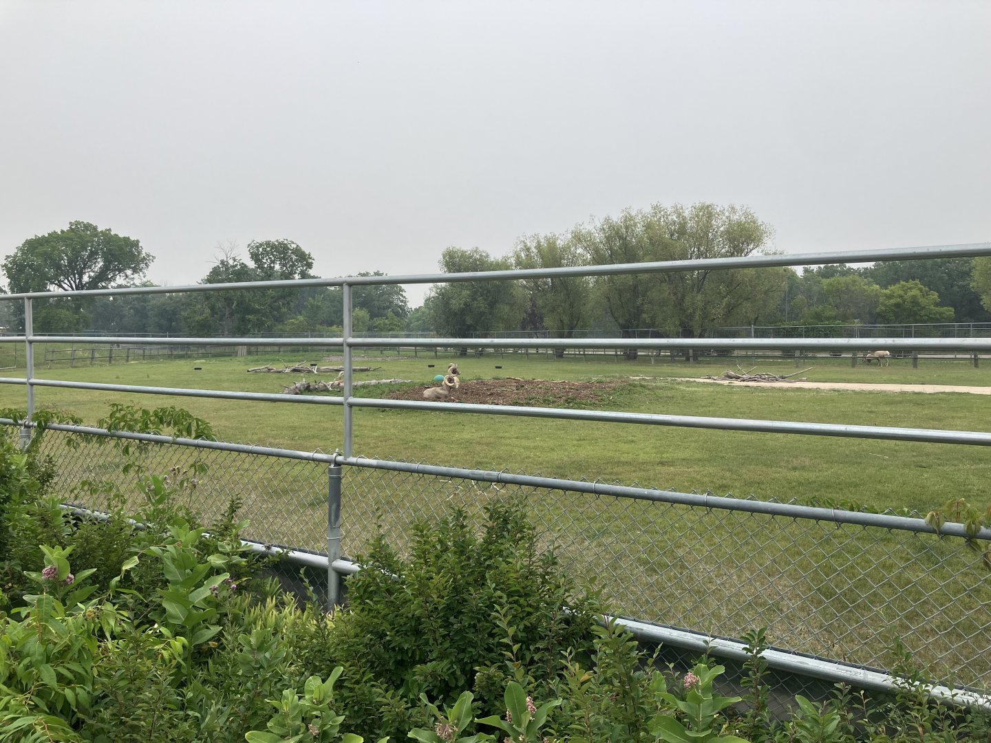 Grasslands & Boreal Forests - Rocky Mountain Bighorn Sheep Exhibit
