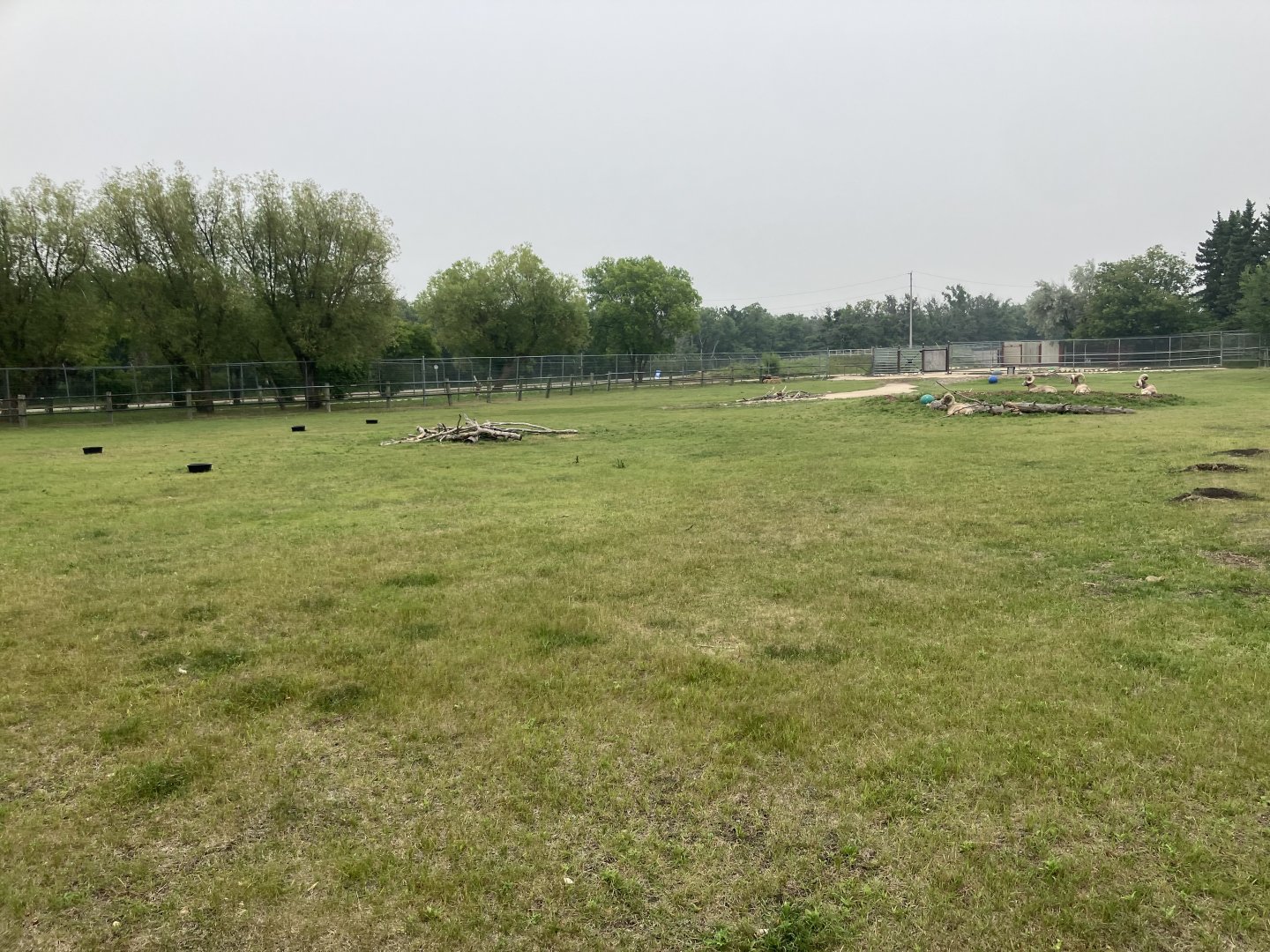Grasslands & Boreal Forests - Rocky Mountain Bighorn Sheep Exhibit
