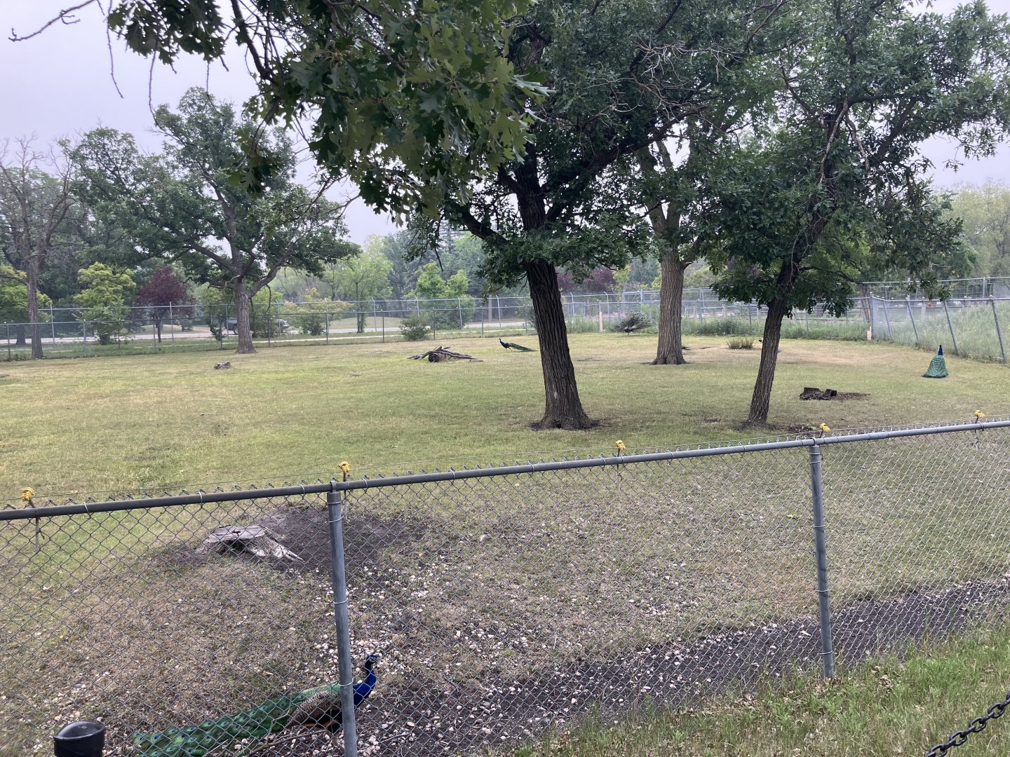 Grasslands & Boreal Forests - Sardinian Miniature Donkey/Indian Peafowl Exhibit