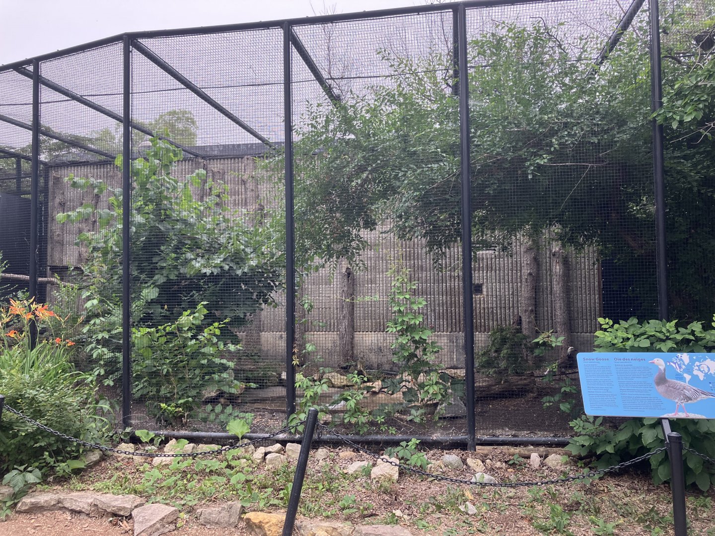 Grasslands & Boreal Forests - Snow Goose Exhibit
