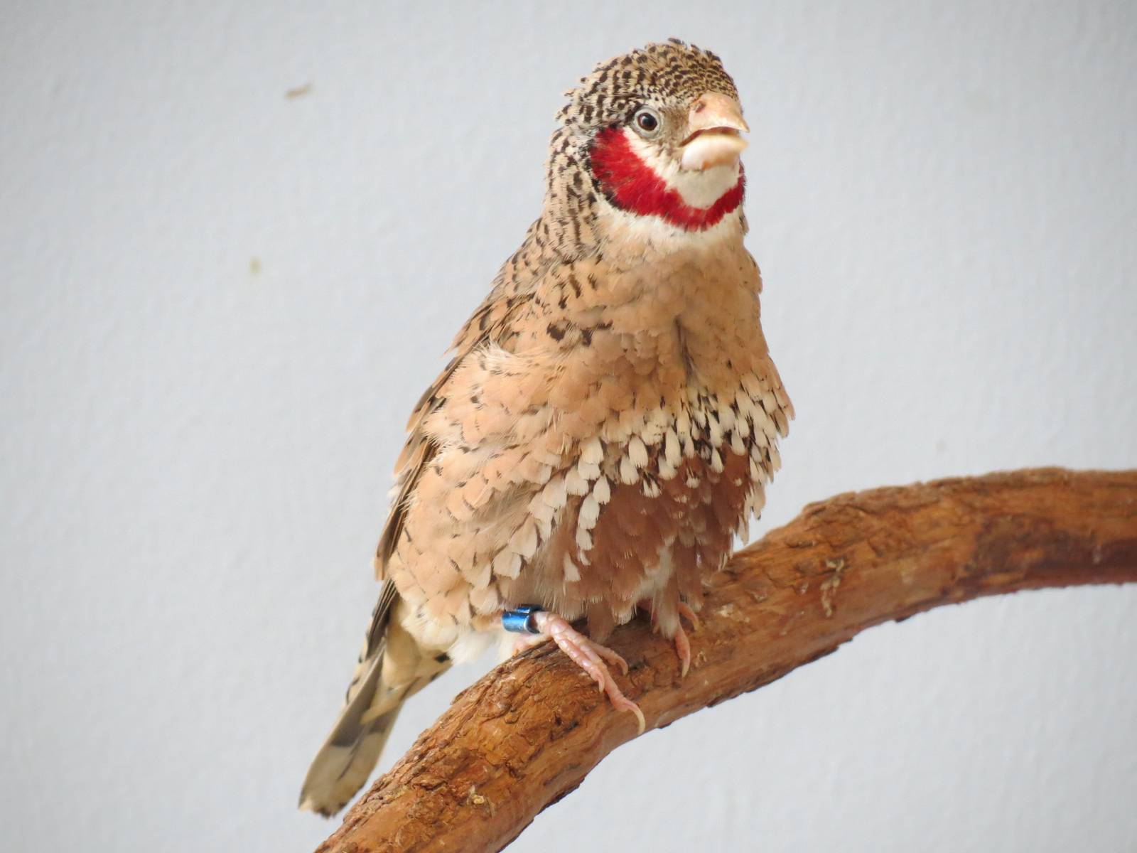 Grasslands - Cut-throat Finch