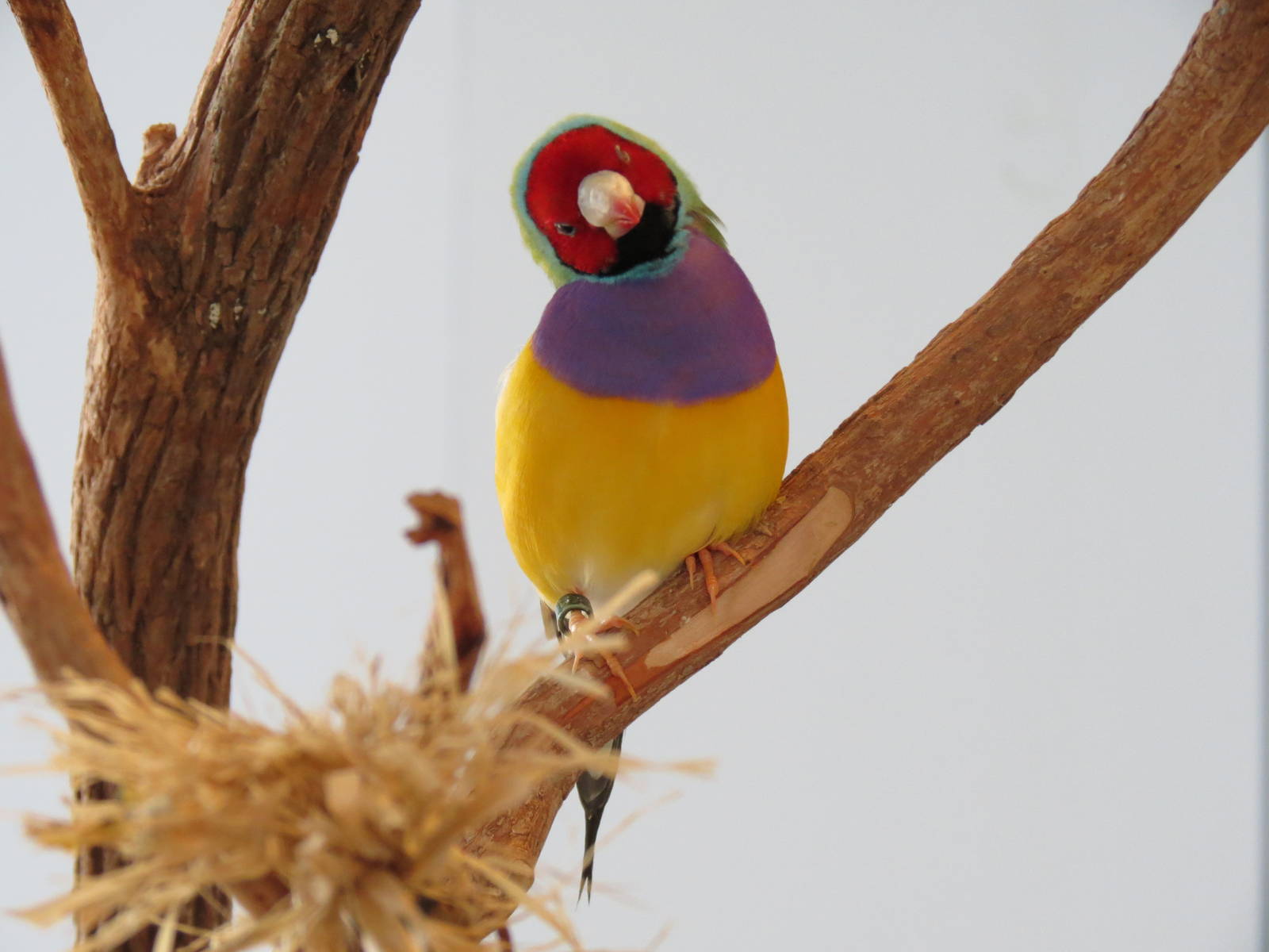 Grasslands - Gouldian Finch