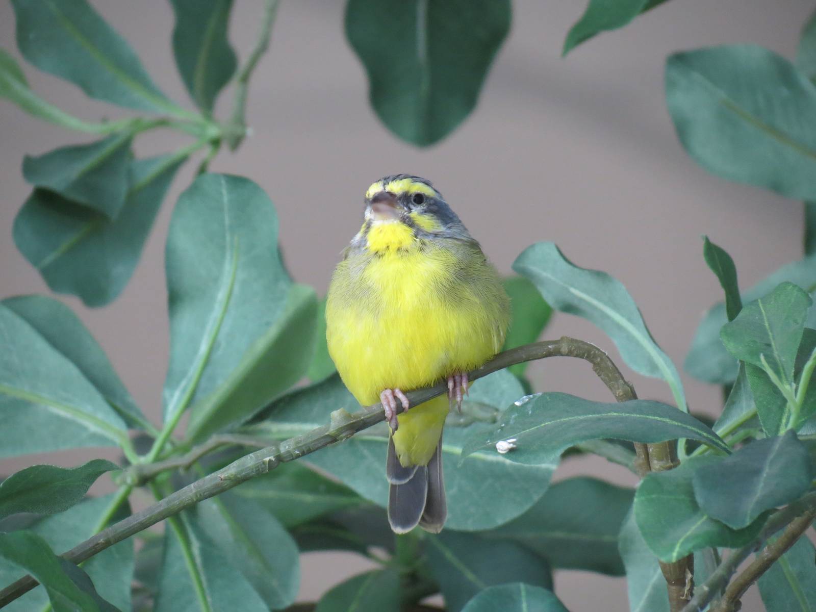 Grasslands - Green Singing Finch
