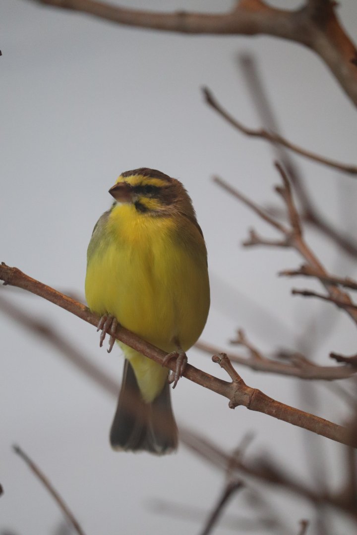 Grasslands - Green Singing Finch