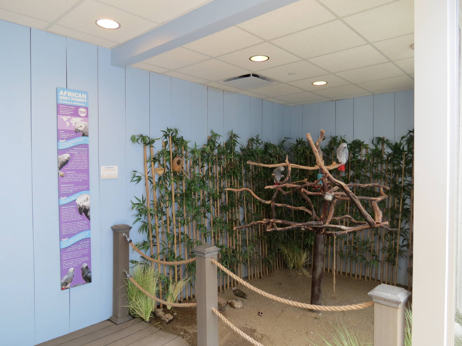 Grasslands - Interior and African Grey Parrot Perch