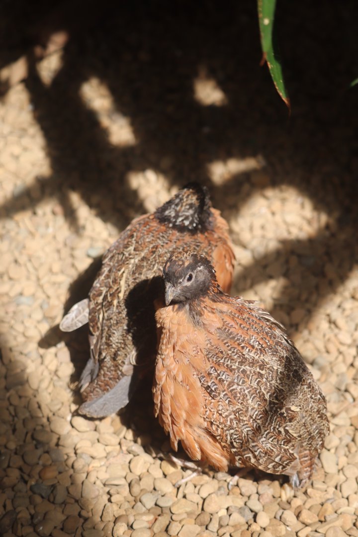 Grasslands - Masked Bobwhite