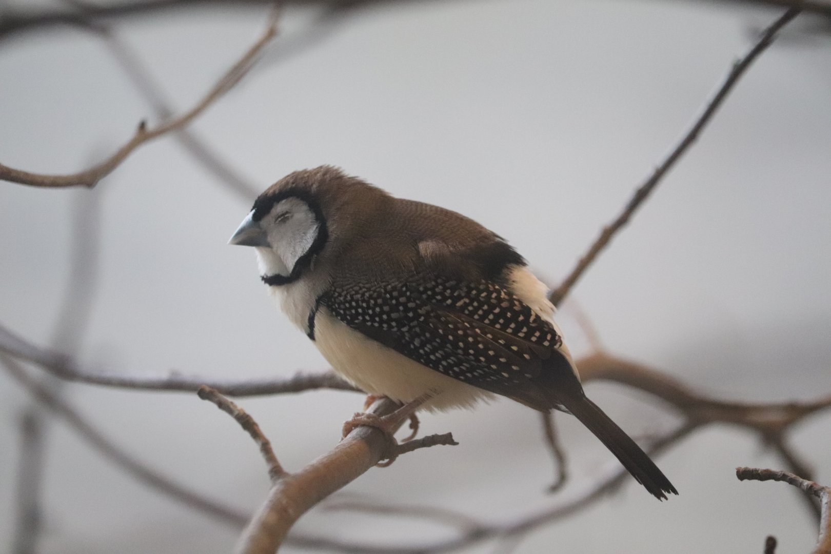 Grasslands - Owl Finch