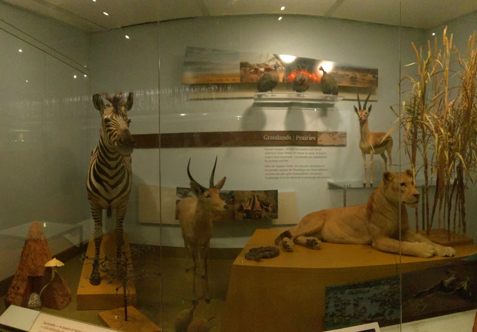 Grasslands & Prairies