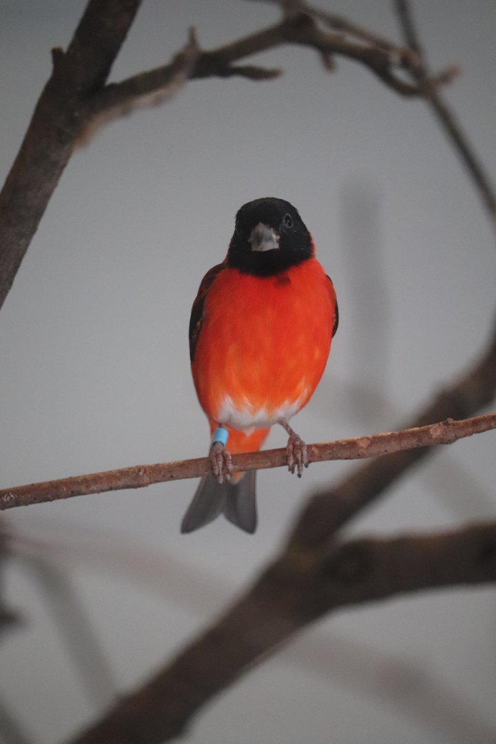 Grasslands - Red Siskin