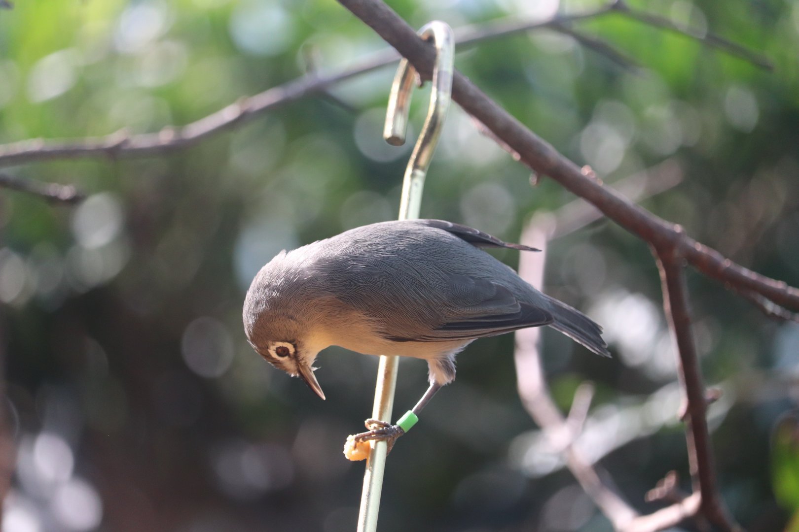 Grasslands - Saipan White-Eye