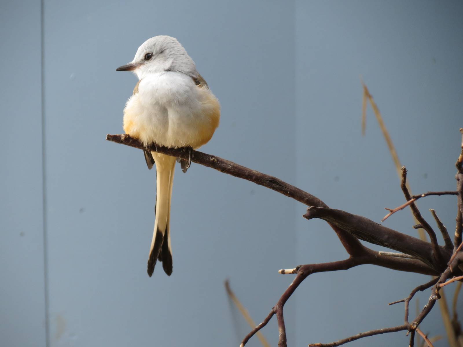 Grasslands - Scissor-tailed Flycatcher