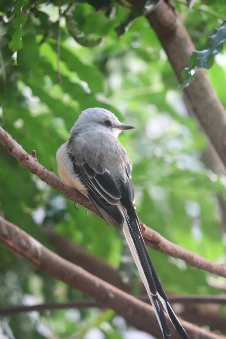 Grasslands - Scissor-Tailed Flycatcher